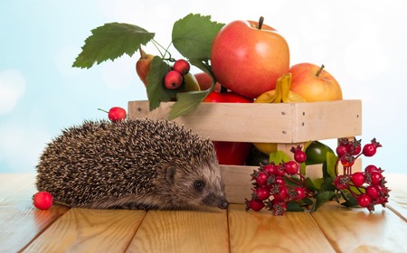 Funny little hedgehog sitting near box of fruit, on wooden tableの写真素材