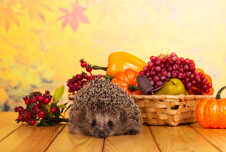 Funny gray hedgehog sits on wooden table, next to basket of fruits and vegetablesの写真素材