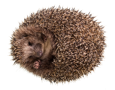 Prickly little hedgehog funny curled into ball, isolated on whiteの写真素材