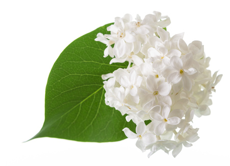 Delicate flowers of snow-white lilac and green leaf isolated on whiteの写真素材