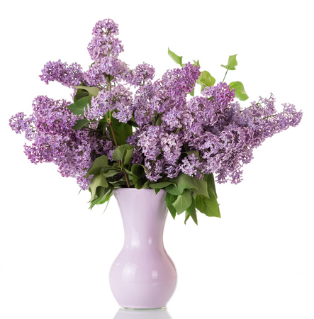 Bouquet of lilac in vase isolated on whiteの写真素材