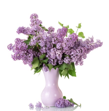 Lush bouquet of lilac in vase isolated on whiteの写真素材
