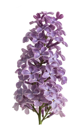 Single gentle branch of blossoming lilac close up isolated on whiteの写真素材