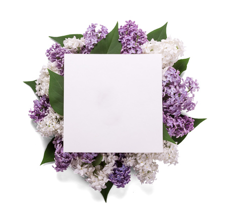 Branches of blue and white lilac laid in circle, on top of empty greeting card, isolated on whiteの写真素材