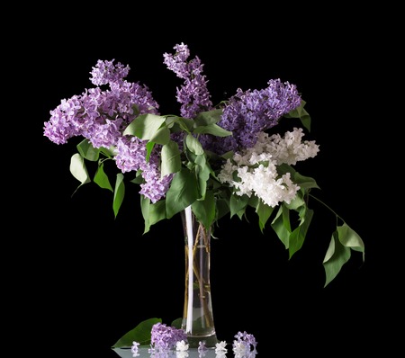 Pink and white lilac branches in an elegant glass vase, isolated on blackの写真素材