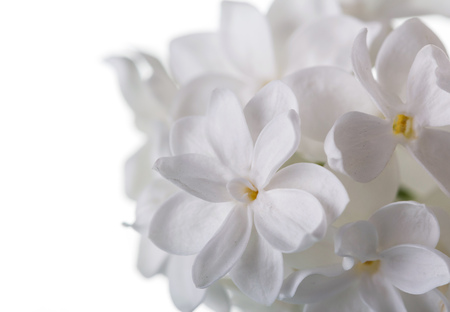 Delicate asterisks of snow-white flowers lilac isolated on whiteの写真素材