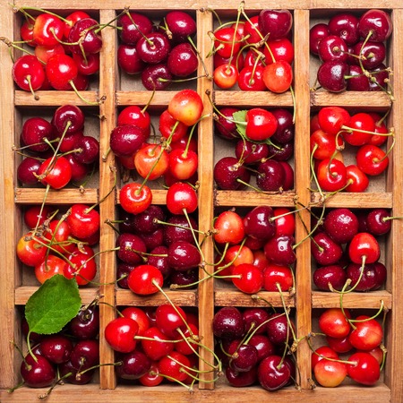 Wooden box with cells is full of pink and red cherries with stemsの写真素材