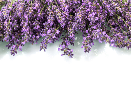 Armful of fragrant lavender flowers isolated on whiteの写真素材