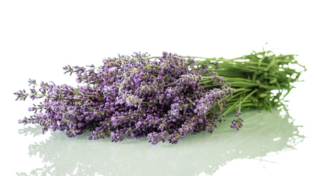 Bouquet of fragrant lavender isolated on whiteの写真素材