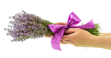 Bunch of lavender with ribbon in womans hands isolated on whiteの写真素材