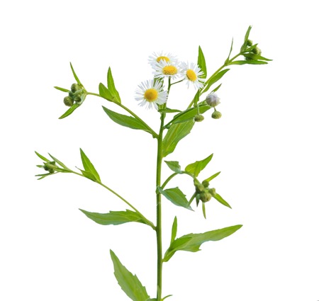 Erigeron annuus white-melkolepestnik, chamomile wild , isolated on whiteの写真素材