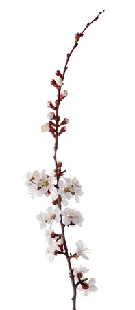 Small blooming sprig of apricot isolated on whiteの写真素材