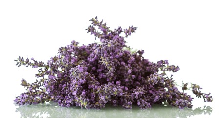 Flowering medicinal plant lavender isolated on whiteの写真素材