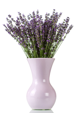 Bunch of lavender flowers in vase isolated on whiteの写真素材