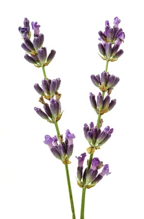 Sprig with lavender flowers isolated on whiteの写真素材