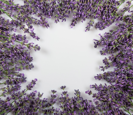 Delicate twigs of lavender laid in circle, isolated on whiteの写真素材