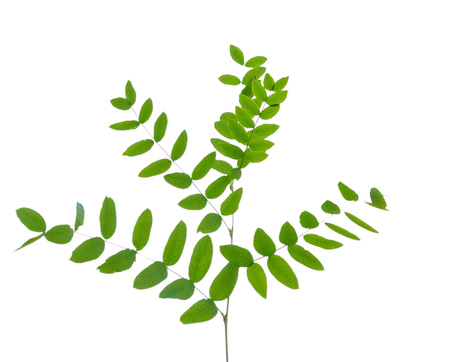 Acacia branch with green leaves isolated on whiteの写真素材