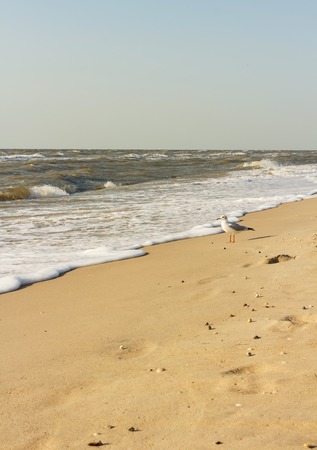 Sandy shore of the warm sea, seagull, wavesの写真素材