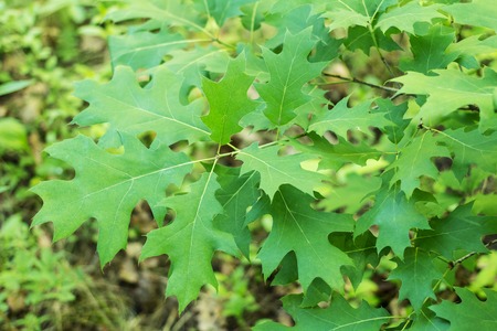 Green leaves and branches of oakの写真素材