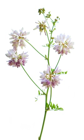 Clover or trefoil flower medicinal herbs isolated on white backgroundの写真素材
