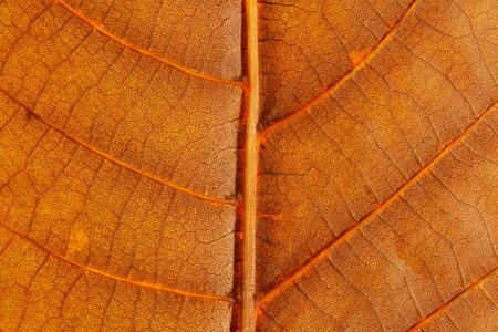 Macro. Veins orange autumn bright beautiful leaf closeupの写真素材