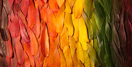 Autumn gradient. The composition of the fallen leaves of different trees packed in rows by colorの写真素材