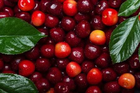 Beautiful bright background of fresh berries of sweet cherry and green leaves. View from aboveの写真素材