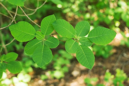 Beautiful bright spring green leaves. Deciduous forestの写真素材