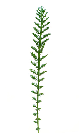 Branch of fresh spring greens isolated on white backgroundの写真素材