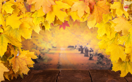Bright autumn composition. Maple leaves above the wooden planks on the background of the roadの写真素材
