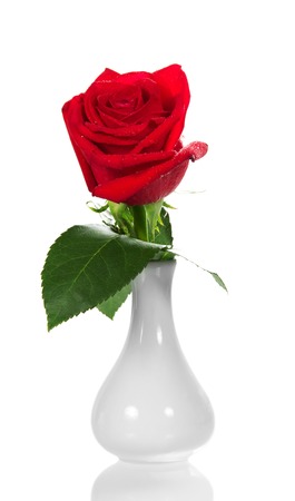 Fragrant red rose in a small white vase isolated on white backgroundの写真素材