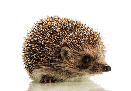 Beautiful cute prickly hedgehog isolated on white backgroundの写真素材