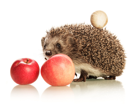Cute prickly hedgehog with a mushroom on the back and an apple isolated on white backgroundの写真素材