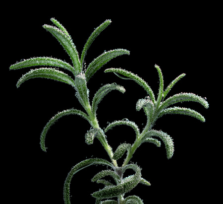 Concept of preserving freshness of herbs. A branch of rosemary macro in soda water with droplets isolated on black backgroundの写真素材
