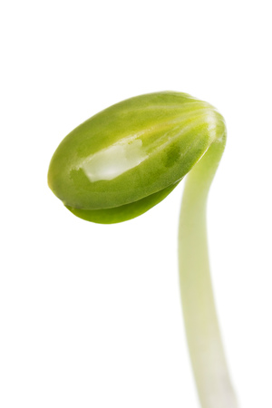 Concept of beginning of life. Young sprout growing from seed isolated on white background. Macroの写真素材