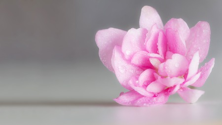 Macro. Pink flower of viola in the water droplets closeup on gray backgroundの写真素材