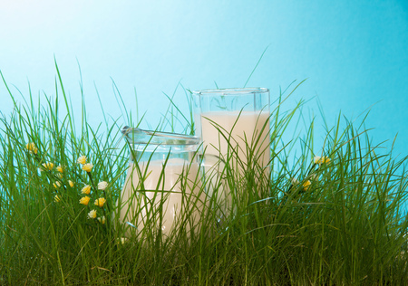 Concept of natural milk. The carafe with fresh milk in the lush green grassの写真素材