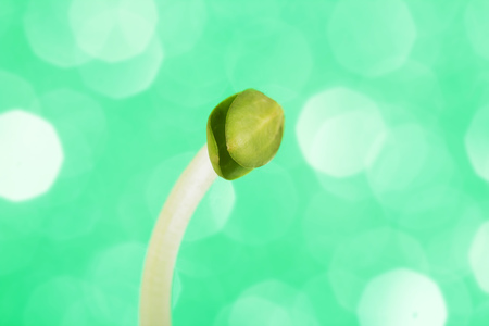 Concept of beginning of life. The young shoot grows from a seed against a green backgroundの写真素材