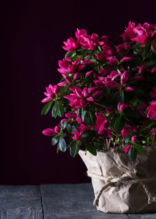 The Azalea flower is in a pot on the boards. The image in the dark keyの写真素材