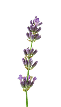 Fragrant fresh lavender flowers branch isolated on white backgroundの写真素材