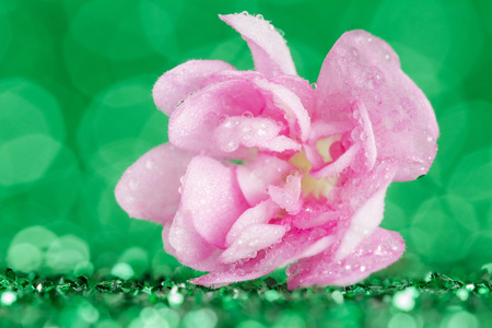 Pink viola flower in water drops closeup on a green background with bokeh effectの写真素材