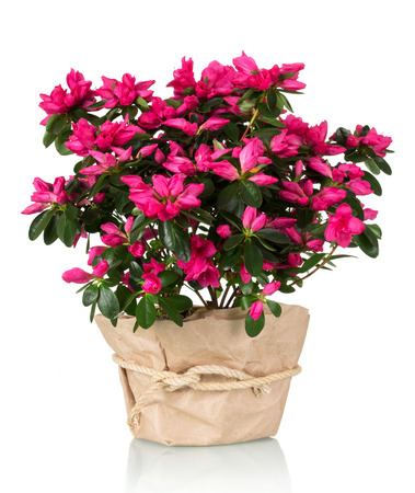 Azalea flower in the pot in kraft paper isolated on white backgroundの写真素材