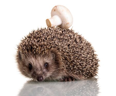 A funny little hedgehog with mushroom on the thorns, isolated on white backgroundの写真素材
