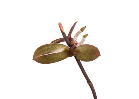 Branch of Phalaenopsis during growing season, emergence of new sprouts, isolated on white backgroundの写真素材