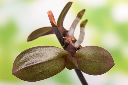 Vegetation period of Phalaenopsis, new sprouts isolated on white backgroundの写真素材