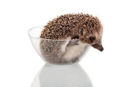 Hedgehog trying to get out of the glass bowl, isolated on white backgroundの写真素材