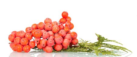 Bright red berries of mountain ash isolated on white backgroundの写真素材
