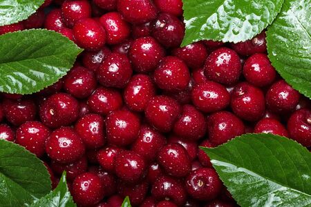 Red ripe cherries with leaves in drops of water. Backgroundの写真素材