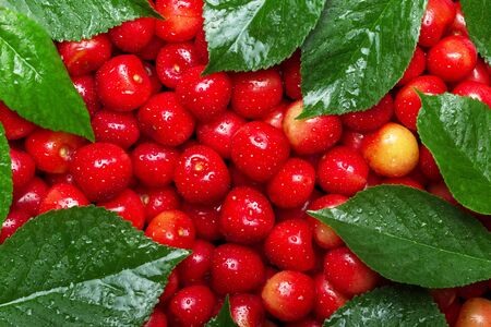 Pink cherries with leaves in drops of water. Top viewの写真素材
