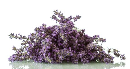 Flowering medicinal plant lavender isolated on white backgroundの写真素材